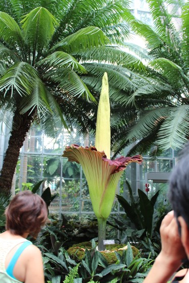 The titan arum in full bloom.